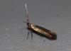 Coleophora sp.